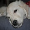 nala